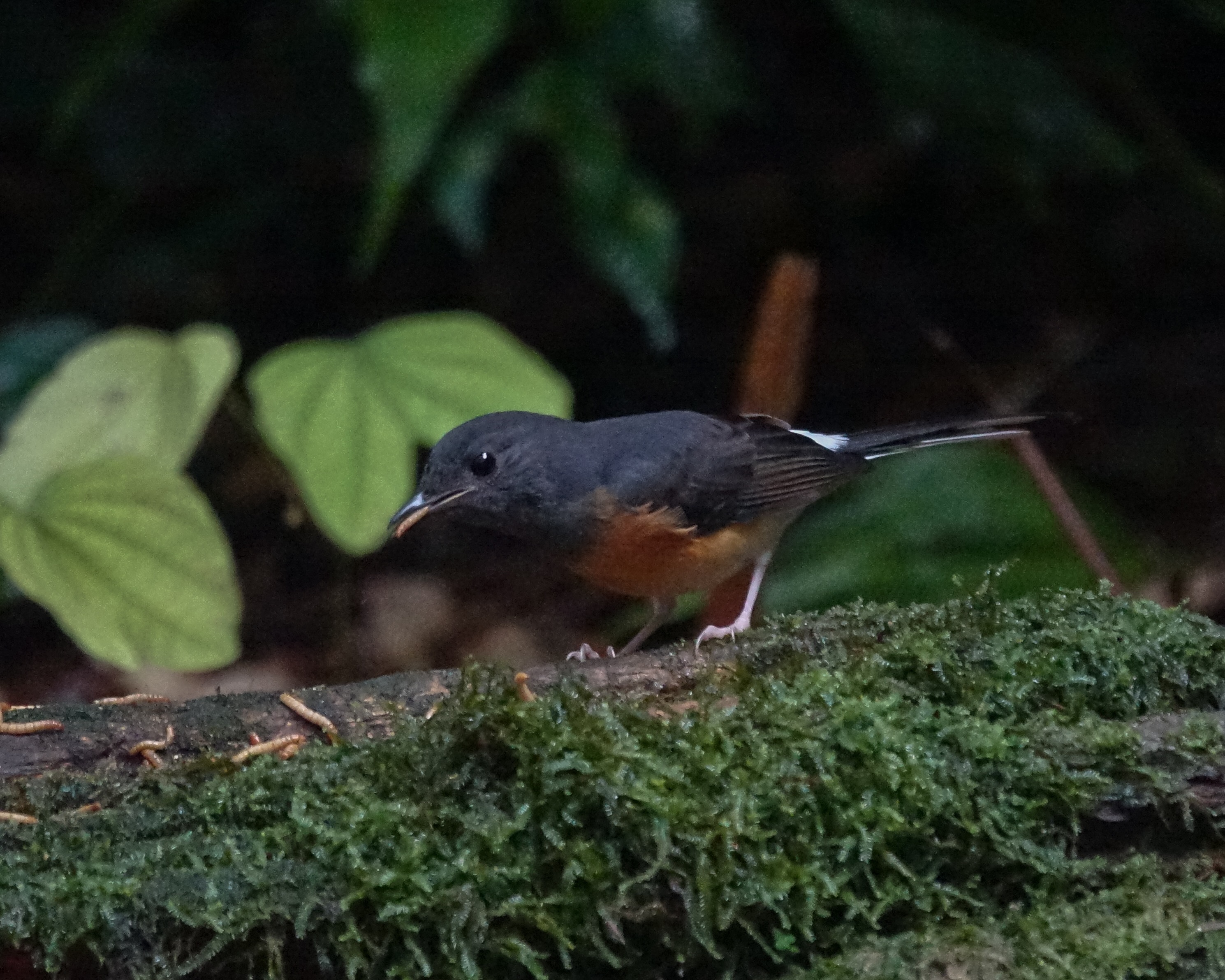 White Rumped