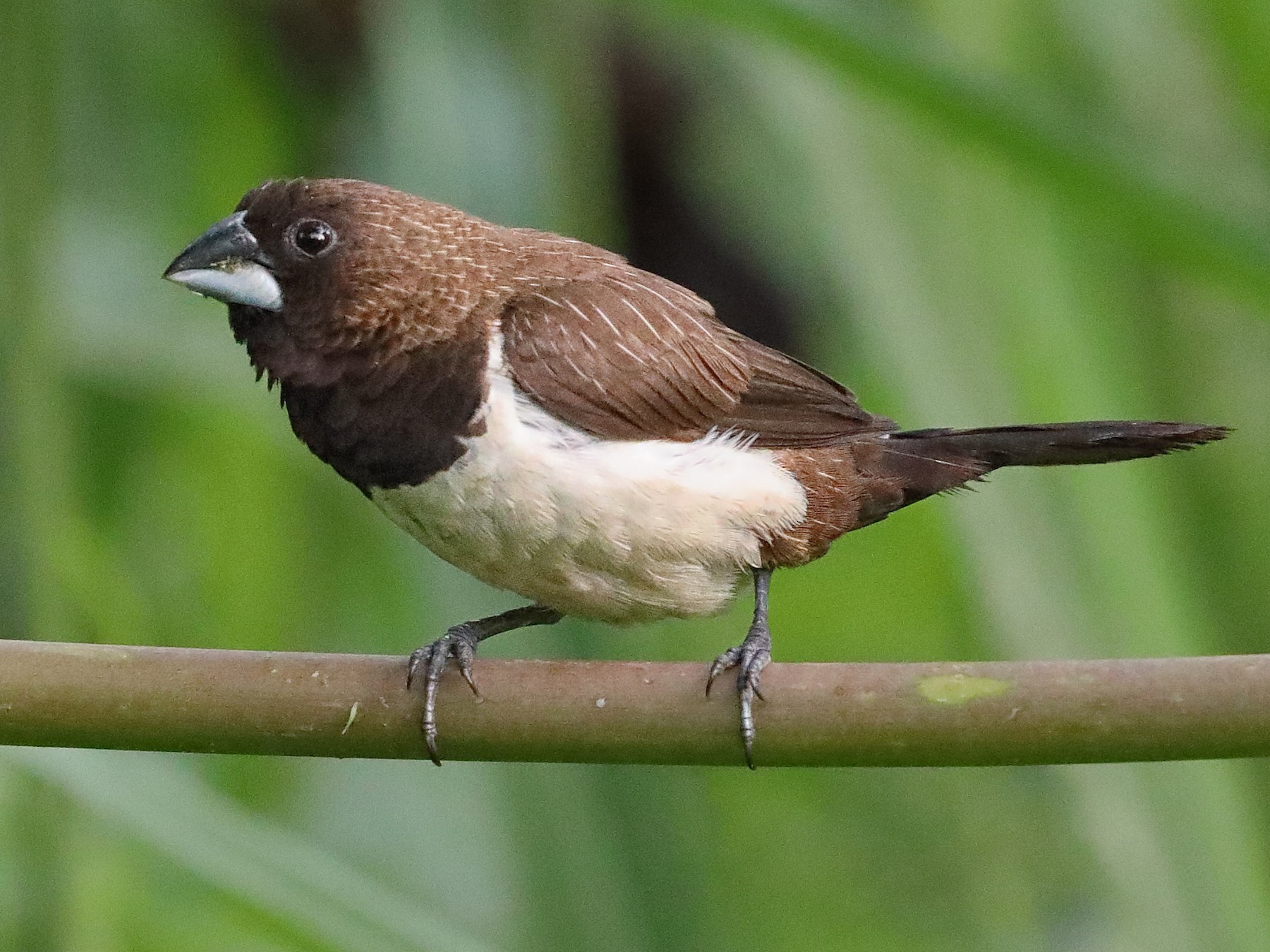 White Rumped Munia