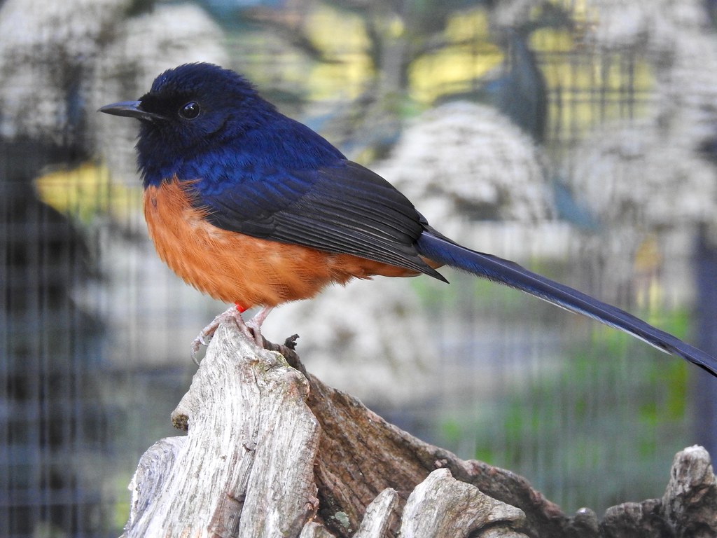 White Rumped Shama