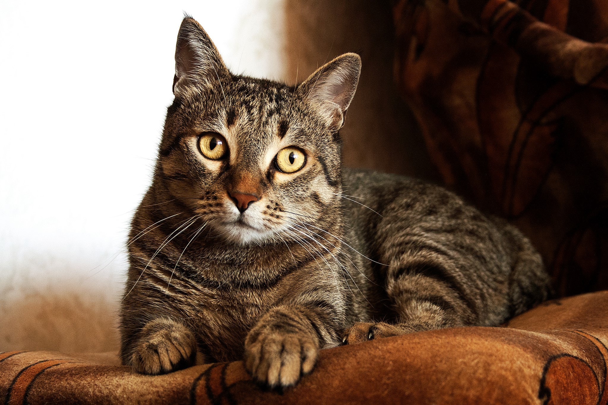 Adult Brown Tabby Cat · Free