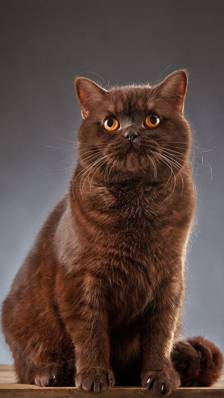 Cat ( wallpaper). Cute cats photo, Cats and kittens, Brown cat