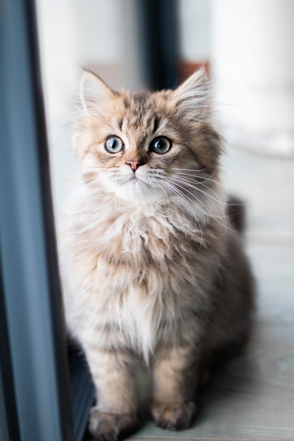 grey and brown tabby cat photo