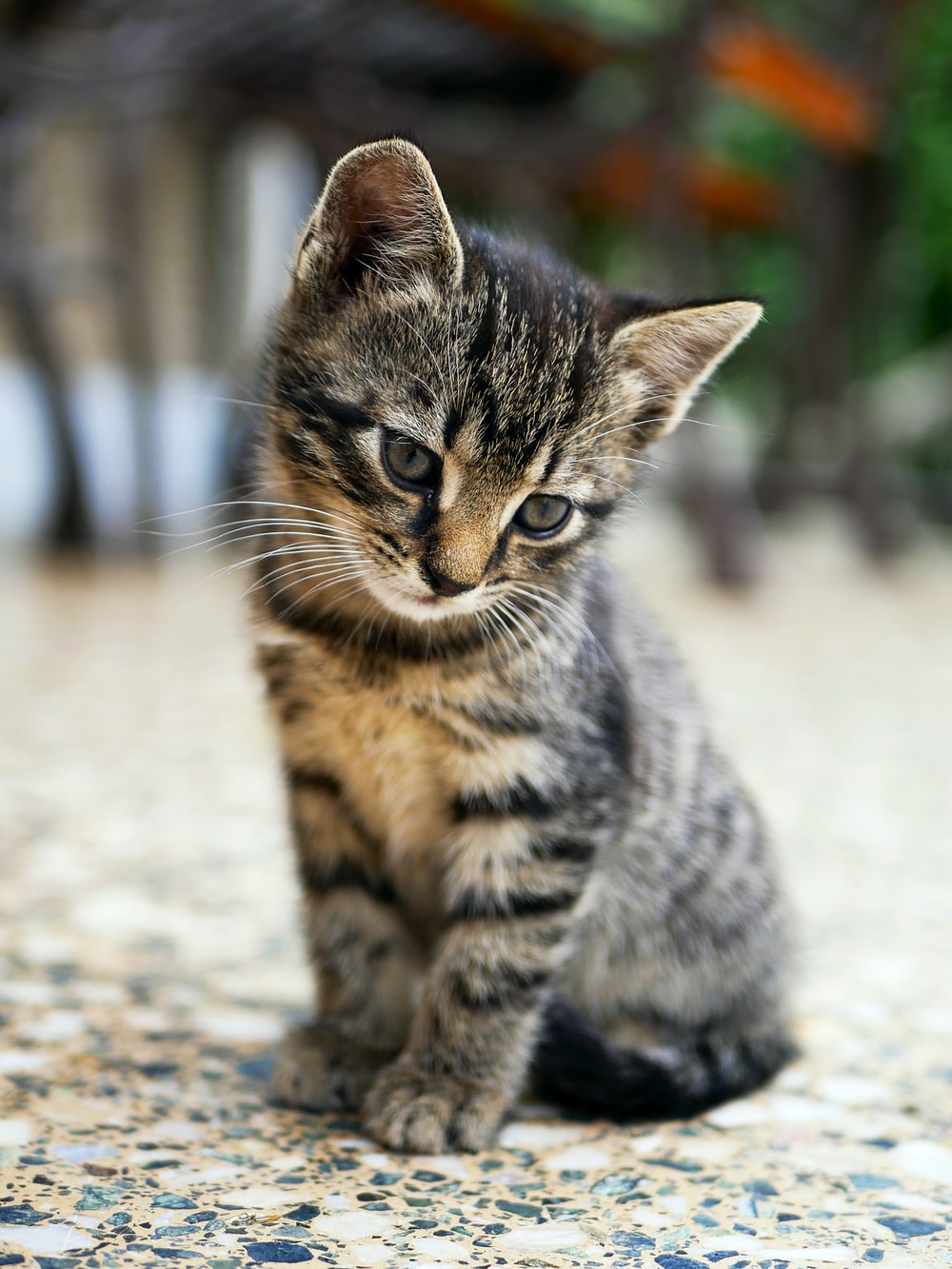 brown tabby kitten sitting on floor photo