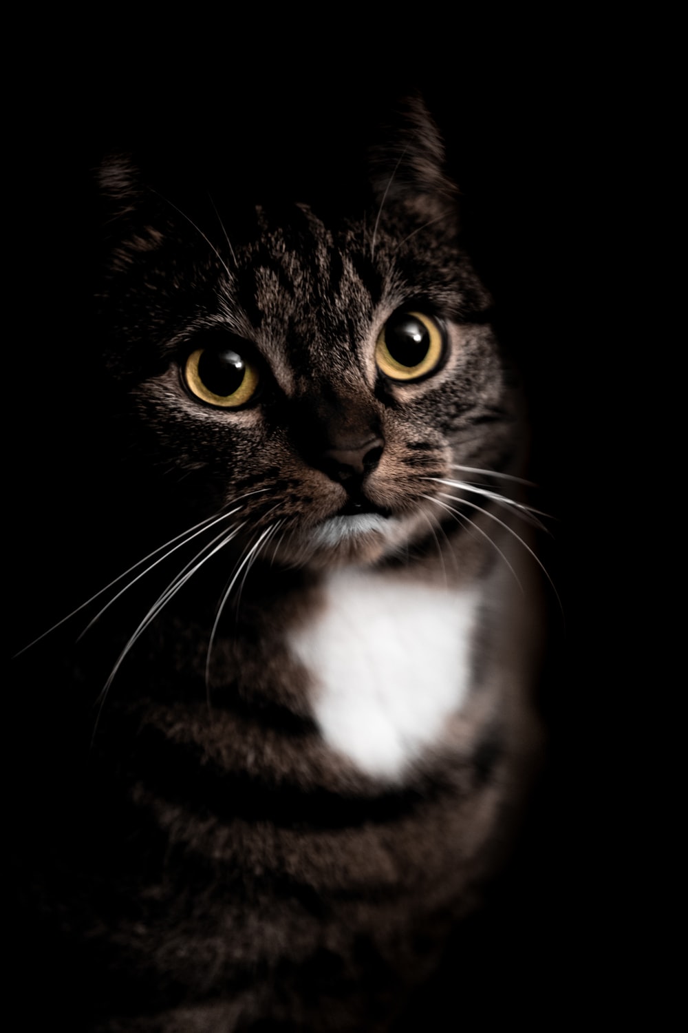 brown tabby cat in black background photo