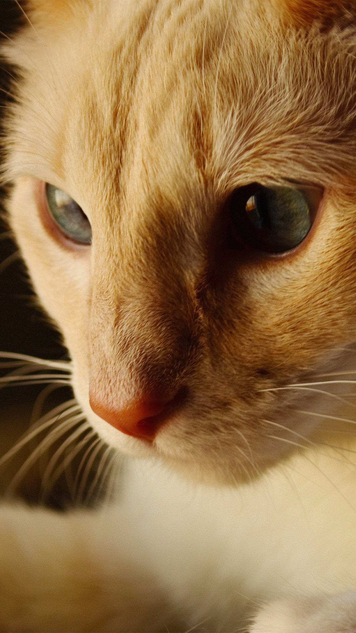 Cat Face Cute Orange Animal Wallpaper