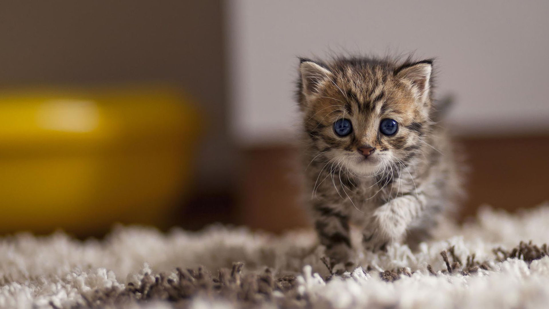 Brown Black White Cute Cat Kitten On Fur Cloth HD Cute Cat Wallpaper