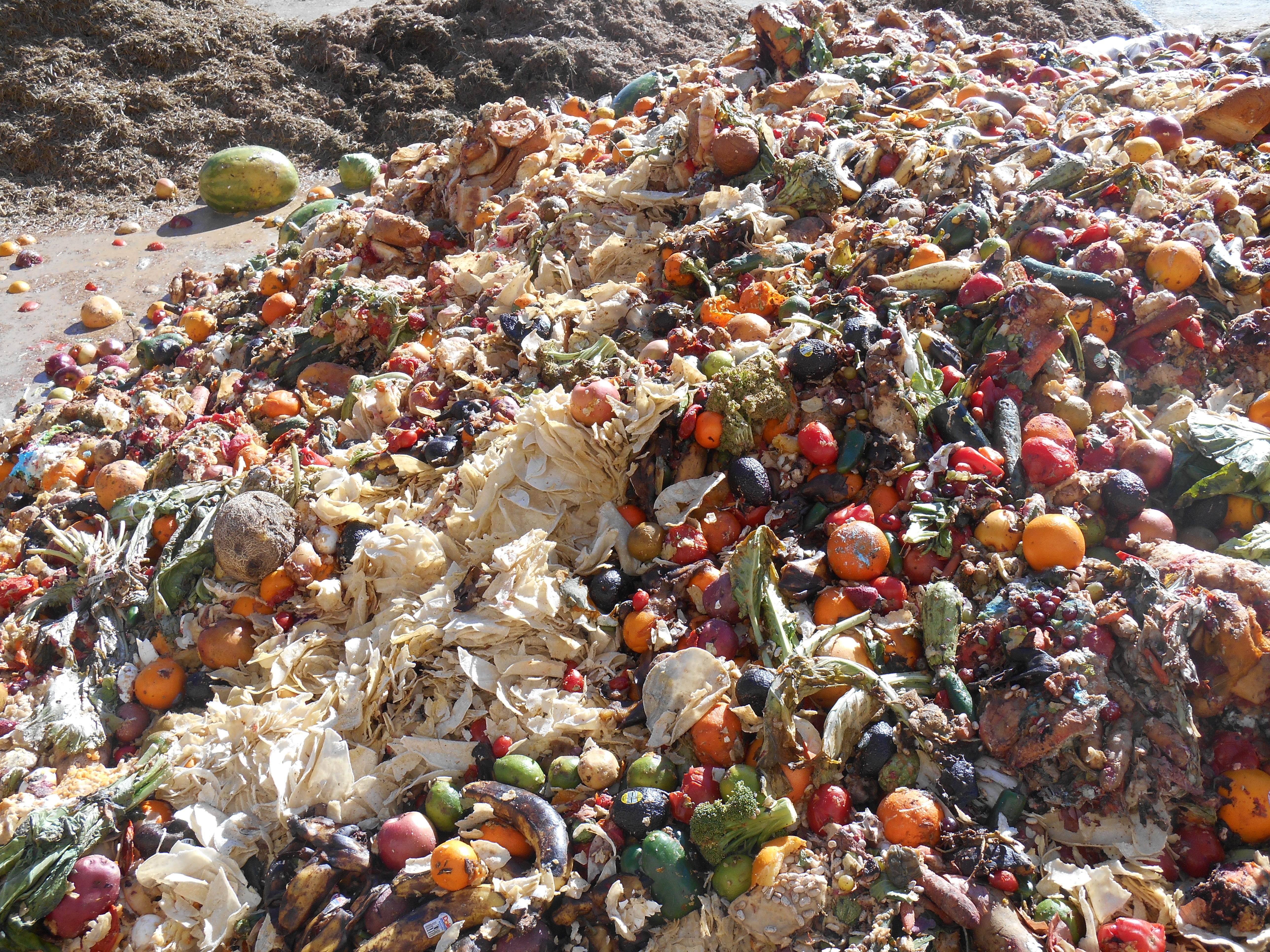 America's Big Food Waste Problem