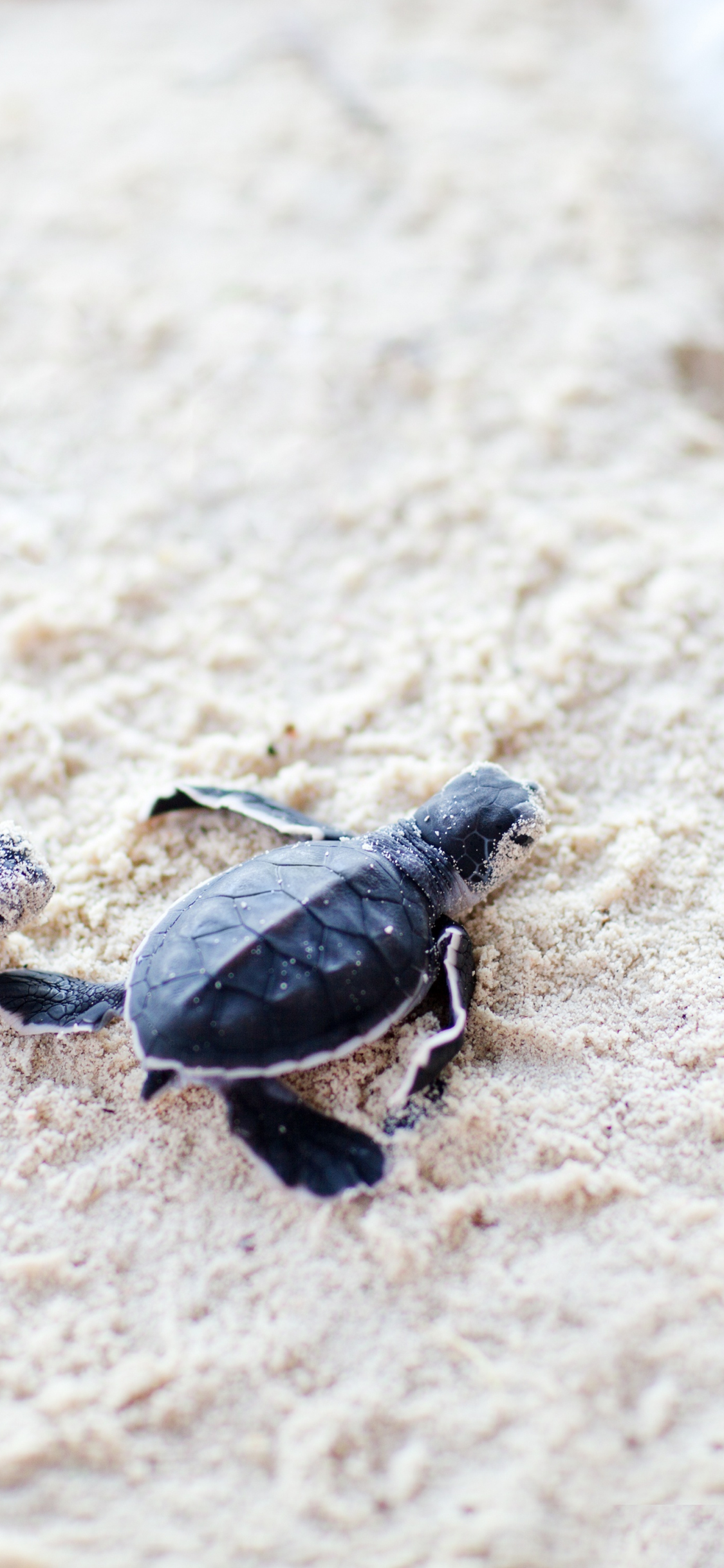 Download 1125x2436 wallpaper cute, baby, turtles, sand, iphone x 1125x2436 HD image, background, 5802