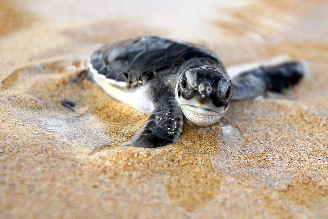 Free download Baby Turtles Wallpaper [1134x756] for your Desktop, Mobile & Tablet. Explore Baby Turtle Wallpaper. Cute Turtle Wallpaper, Free Sea Turtle Wallpaper Background, Baby Sea Turtle Wallpaper