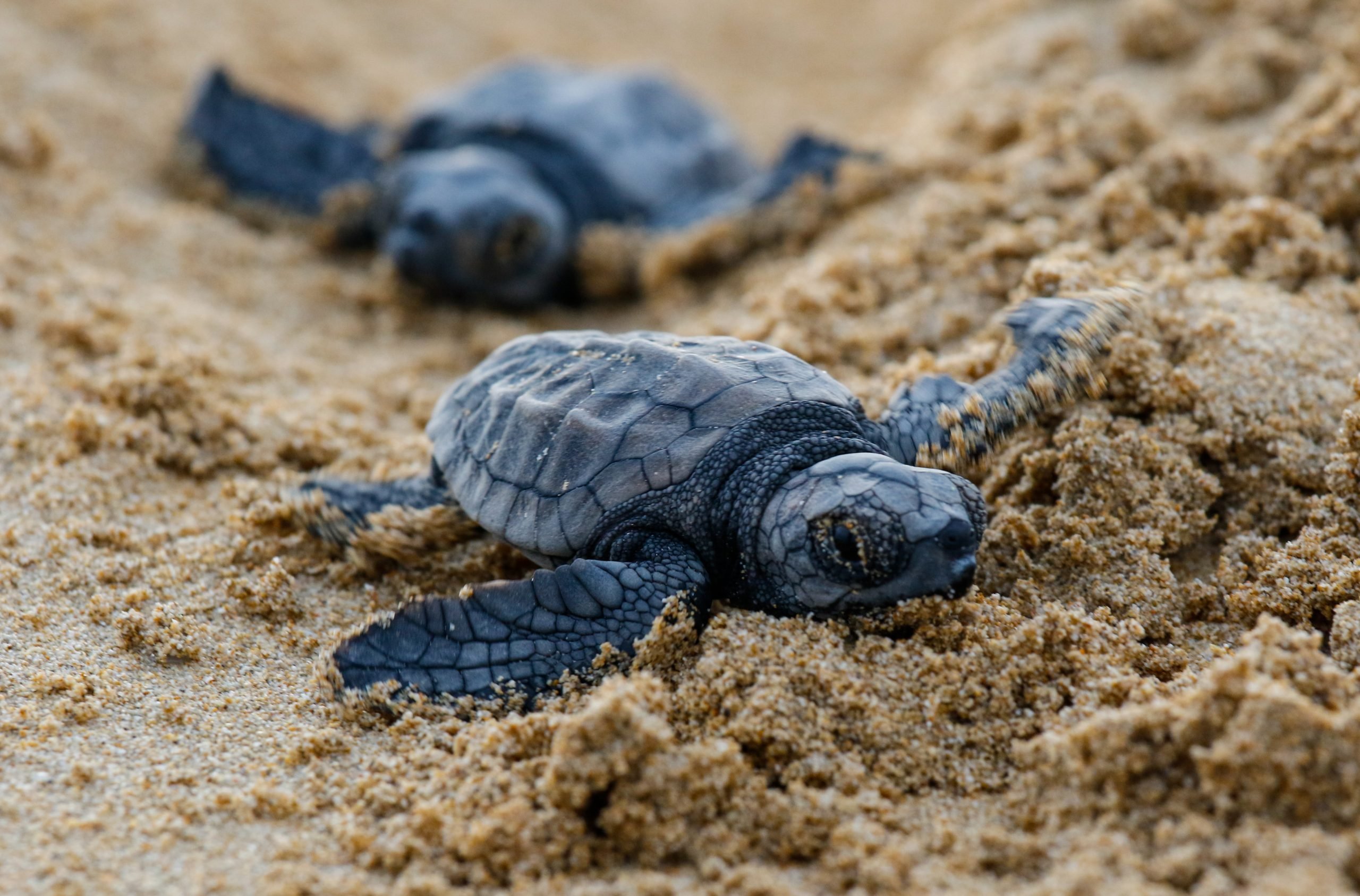 Adorable Picture of Baby Turtles
