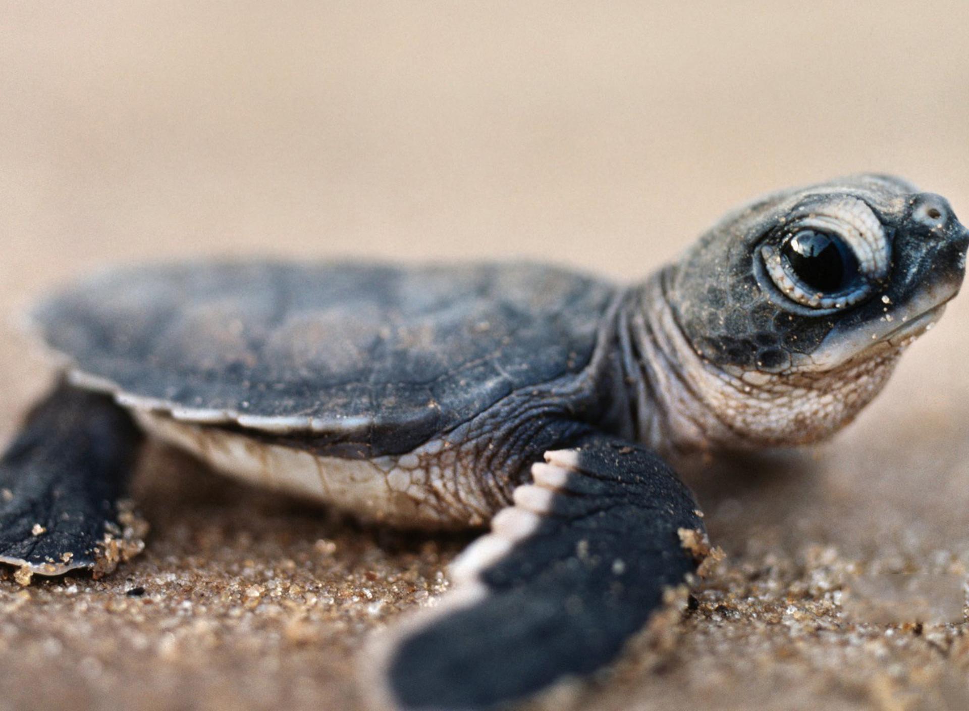 A baby turtle on the gravel in a HD wallpaper