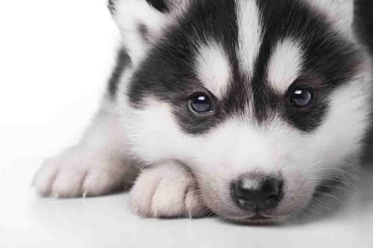 Husky Puppies Wallpaper
