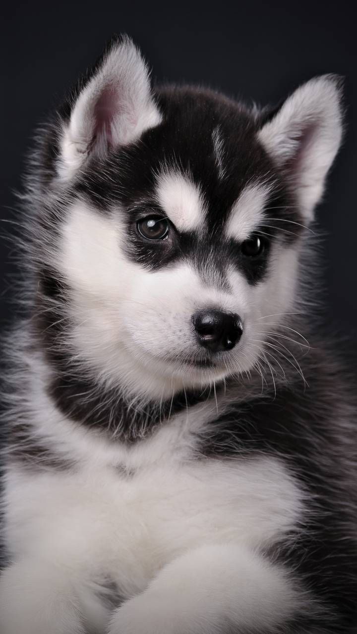 Cute puppies wallpaper for mobile phone, tablet, desktop computer and other devices HD and 4K wallpaper. Cute puppies, Puppy wallpaper, Cute husky puppies
