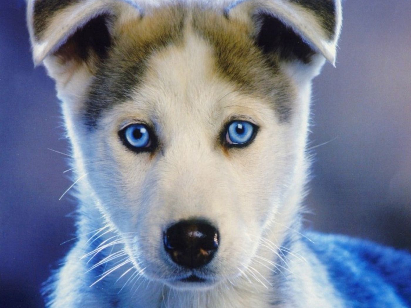 Download Wallpaper 1400x1050 Husky, Puppy, Blue Eyed, Baby Standard 4:3 HD Background