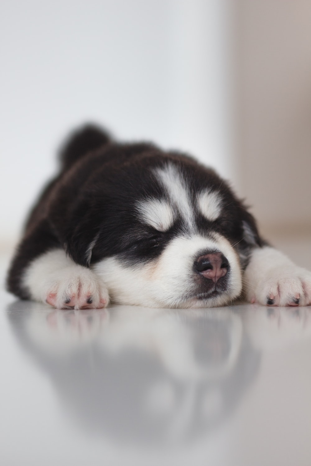 Husky Puppy Picture. Download Free Image