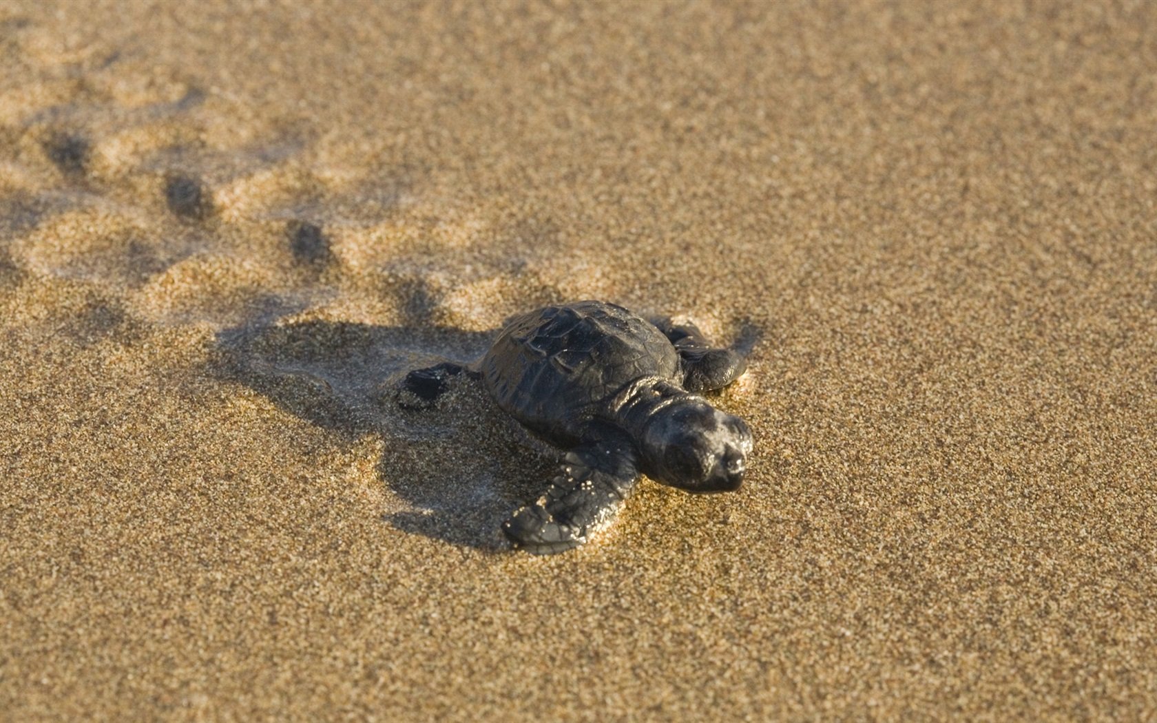 Wallpaper Turtle baby on the beach 1920x1080 Full HD 2K Picture, Image