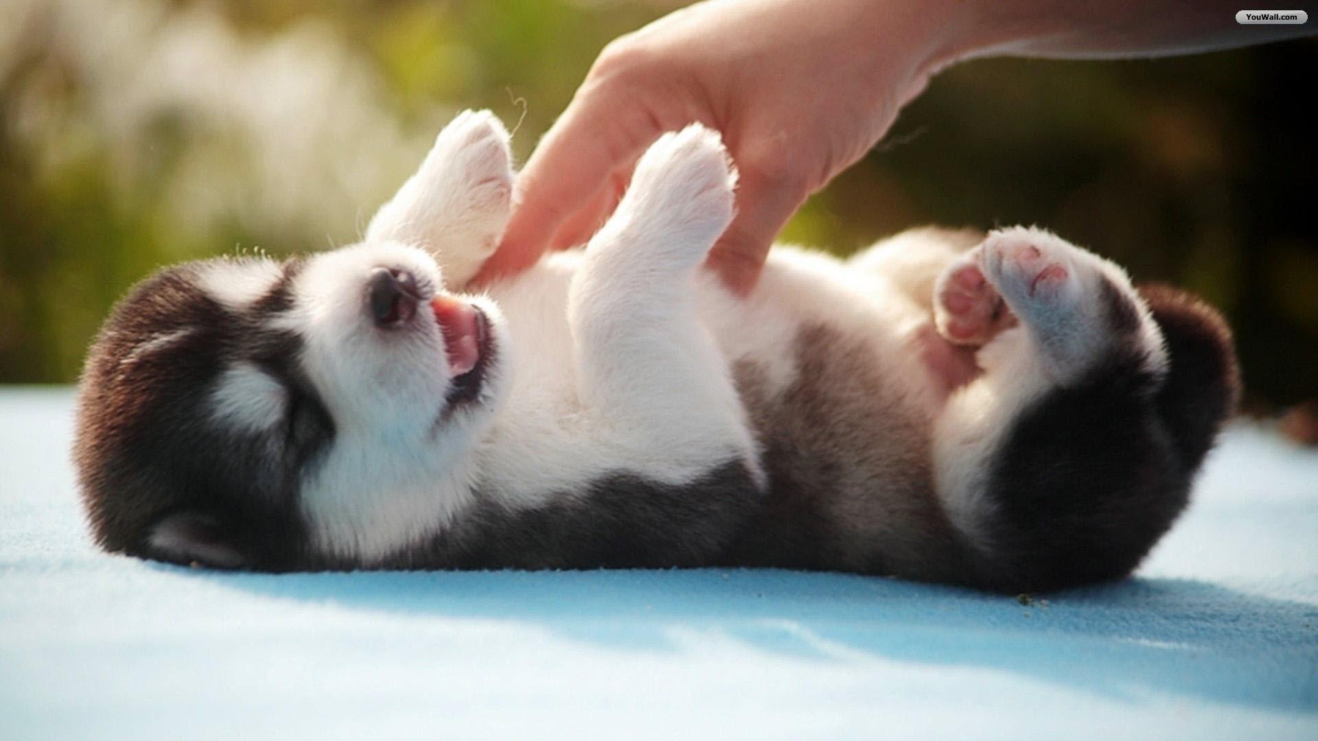 Husky Pup Wallpaper HD for Android
