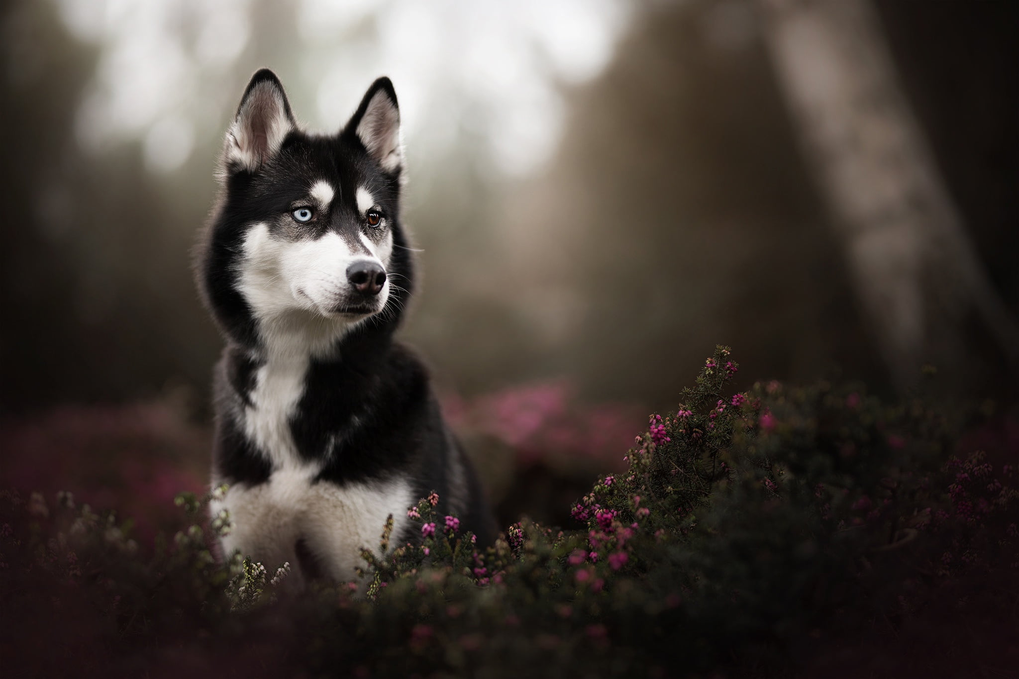Adult white and black Siberian husky, black Siberian Husky puppy in tilt shift photography • Wallpaper For You HD Wallpaper For Desktop & Mobile