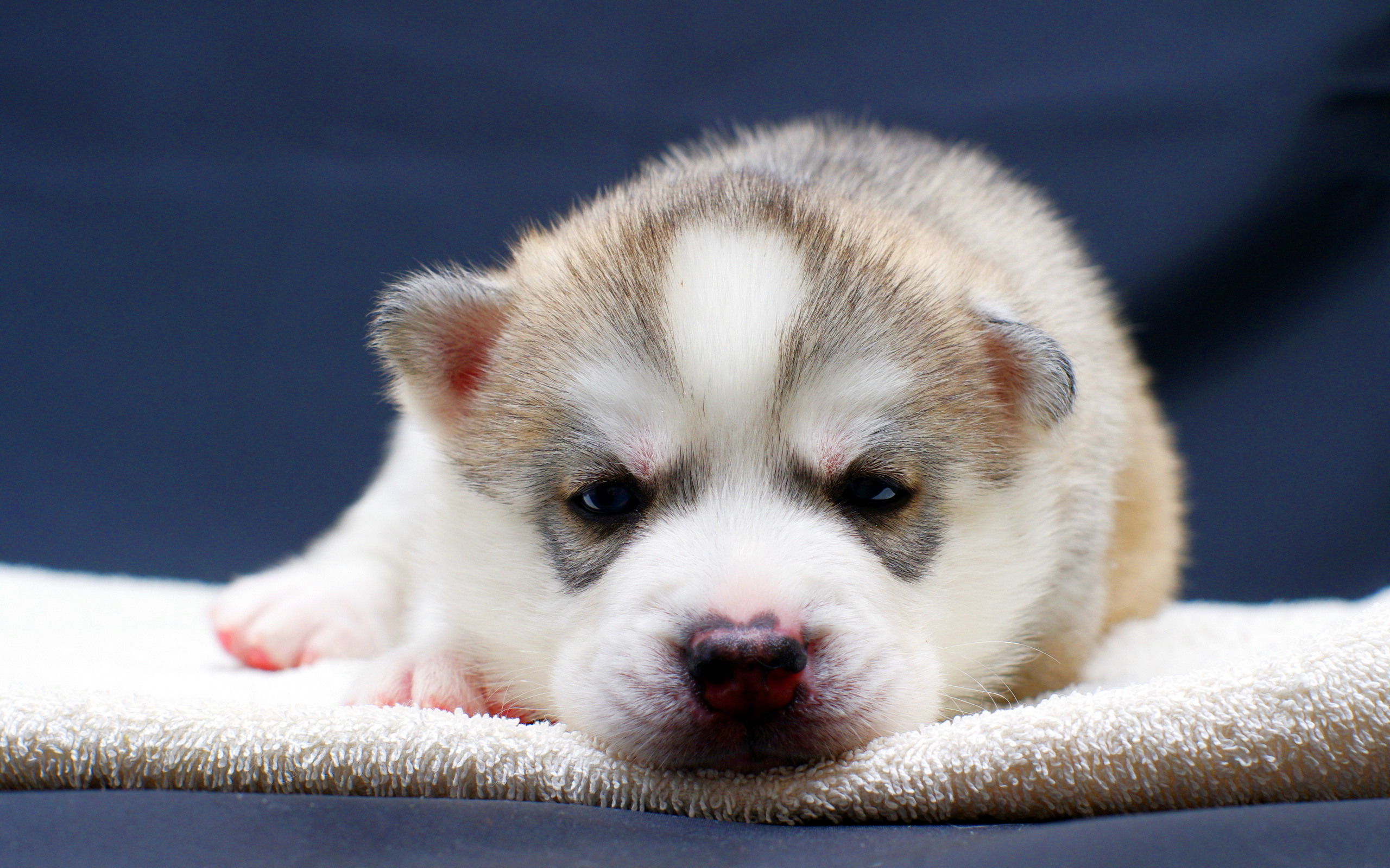 Adorable husky pup