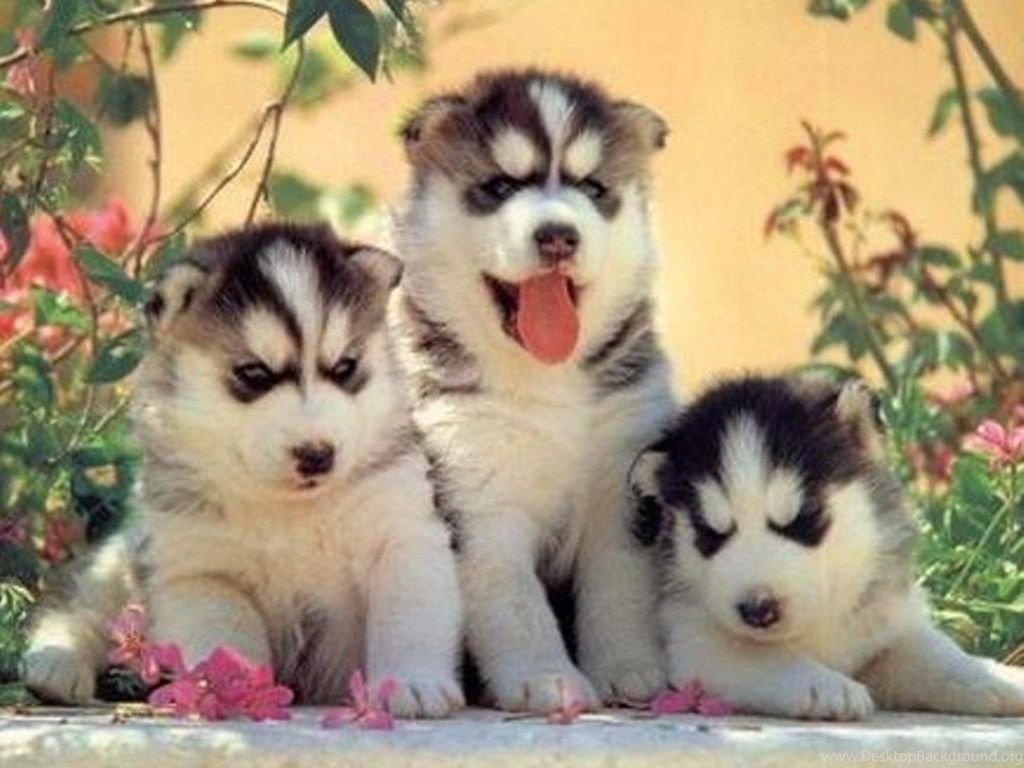Download Husky Puppy Wallpaper For iPhone Desktop Background