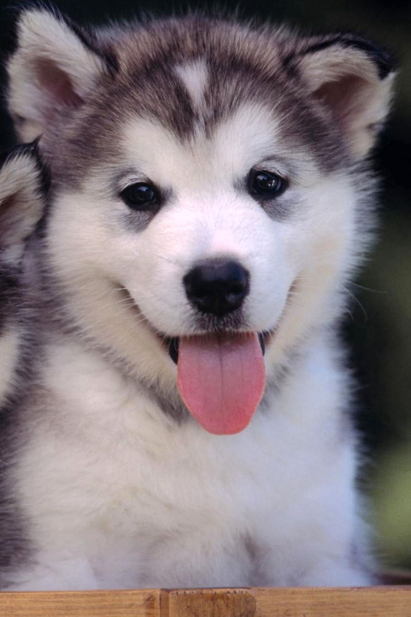 Download Wallpaper 800x1200 Husky, Puppies, Couple, Leisure Iphone 4s 4 For Parallax HD Background