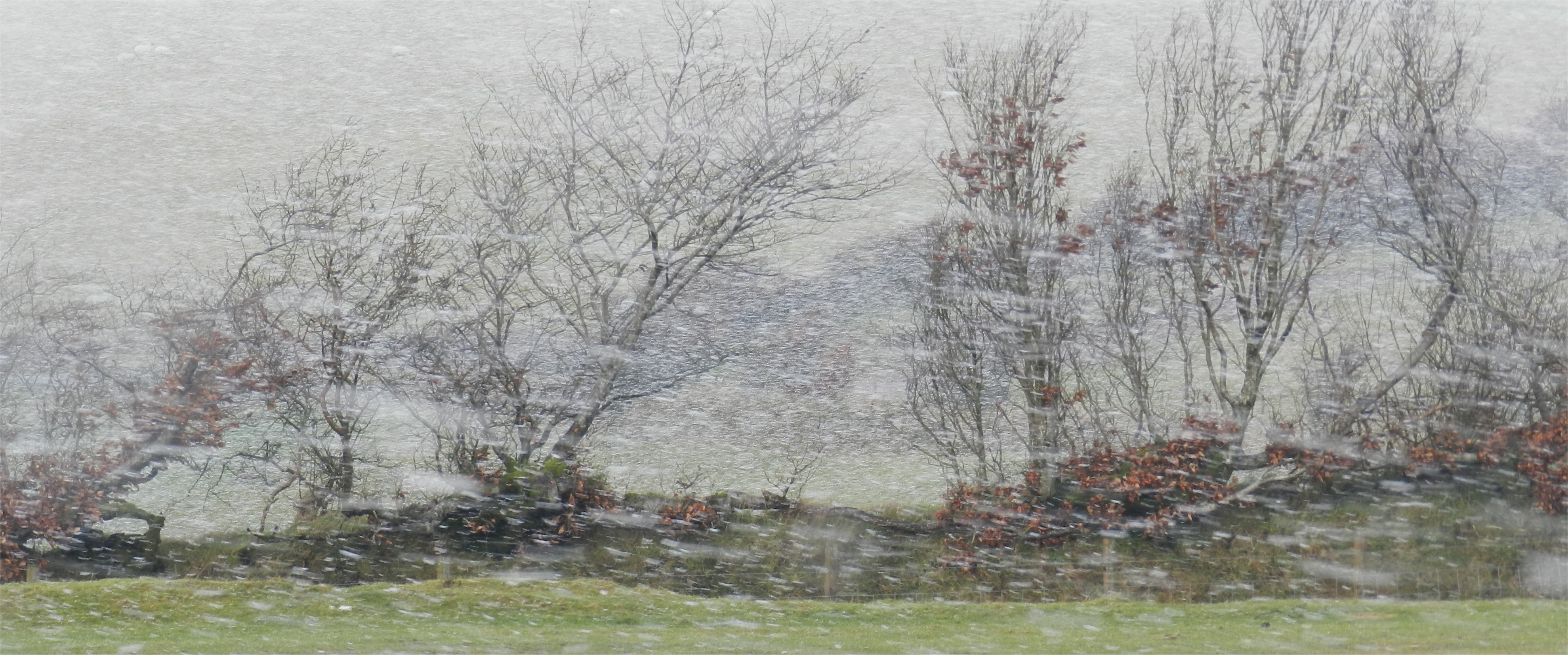 Wallpaper, winter, tree, painting, Freezing, frost, branch, rain and snow mixed, watercolor paint, landscape, blizzard, birch 3958x1654