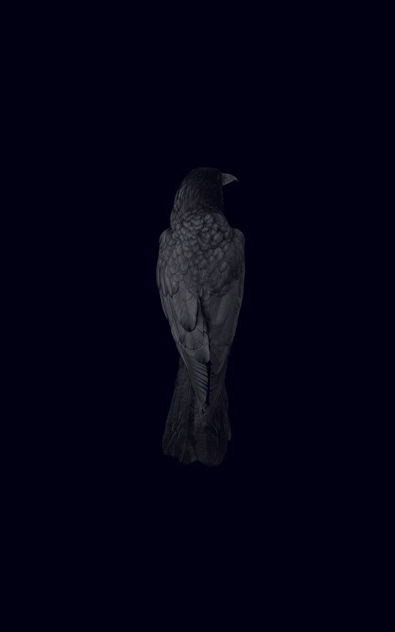 Dark Raven Wallpaper Free Dark Raven Background