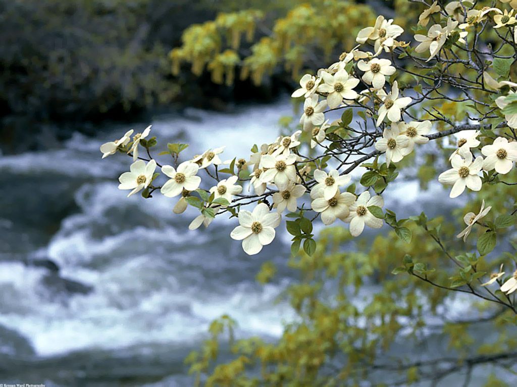 Dogwood Tree Wallpaper