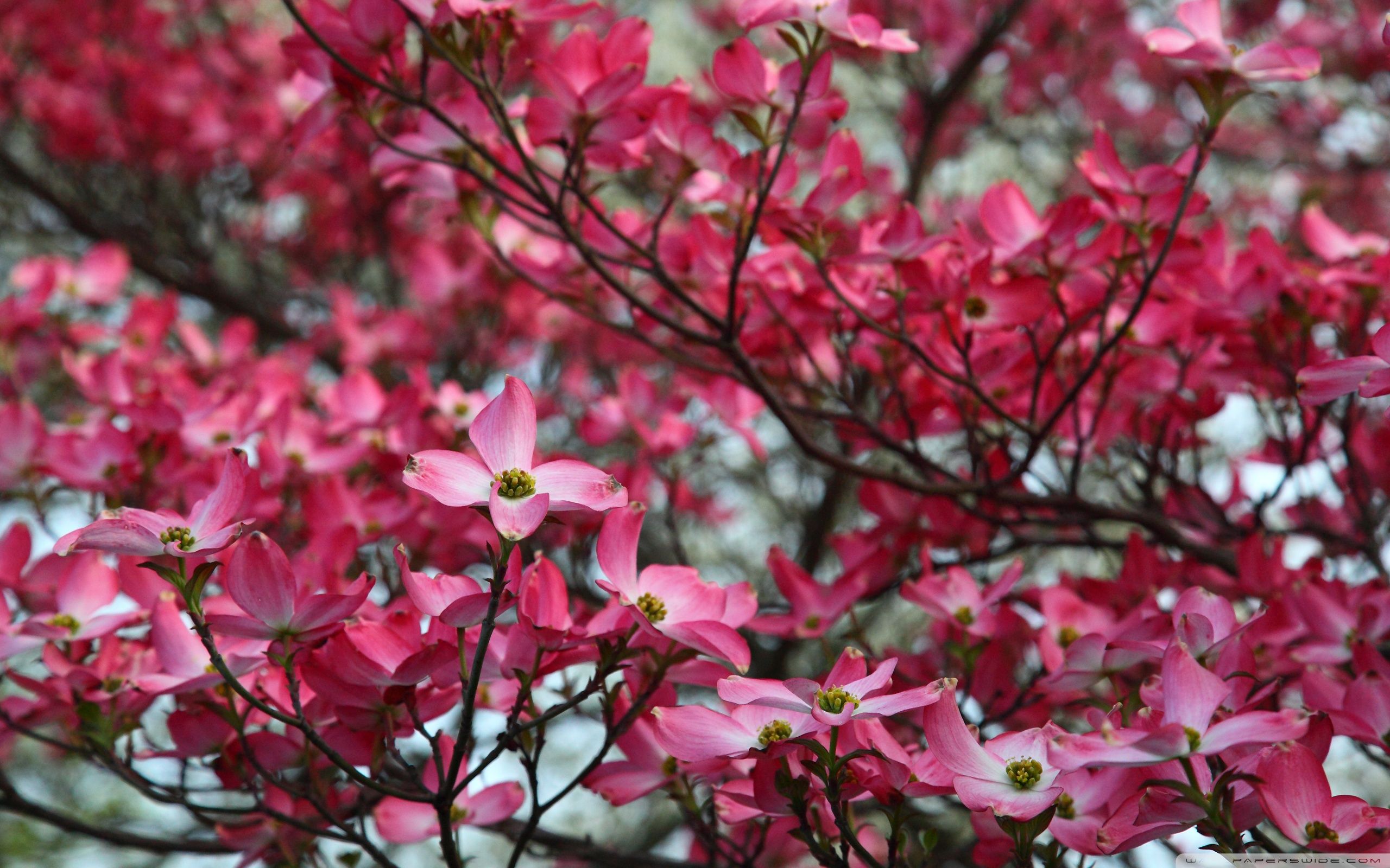 Dogwood Tree Wallpaper