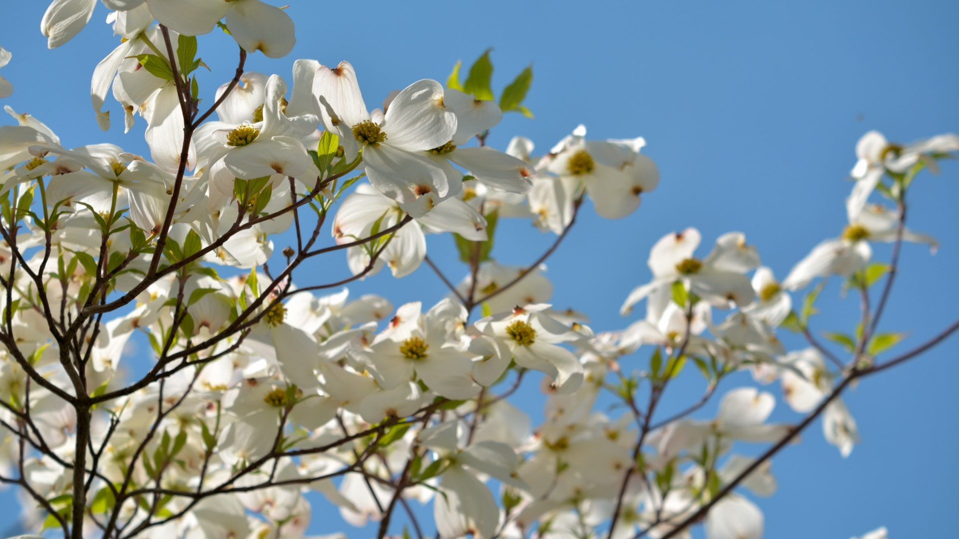 Dogwood Wallpapers - Wallpaper Cave