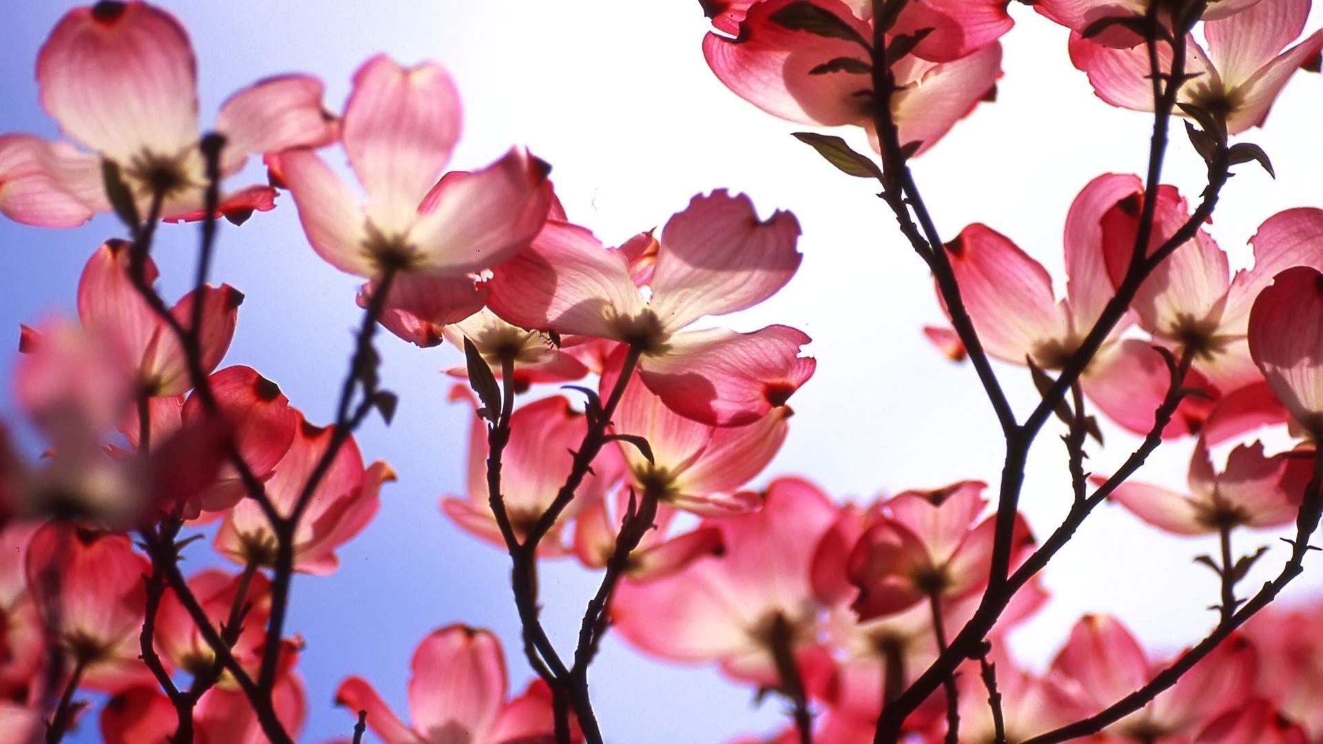 Pink Dogwood Tree Wallpaper