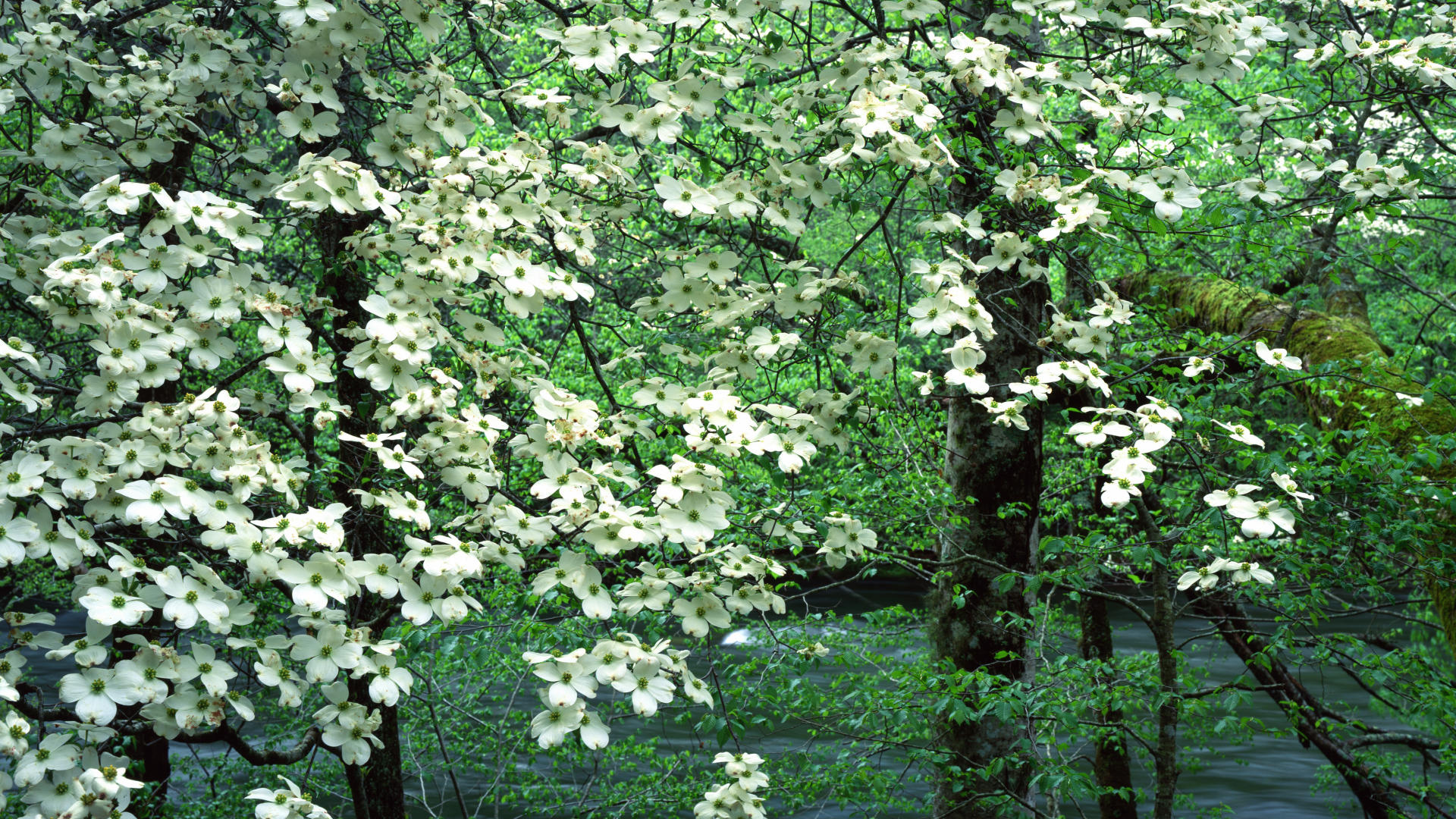 Dogwood Wallpapers - Wallpaper Cave