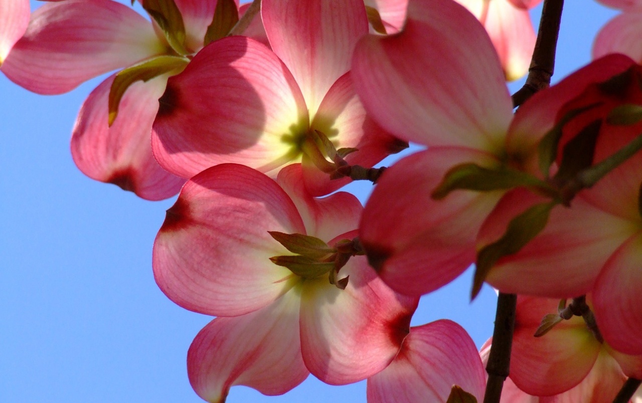 Dogwood wallpaper. Dogwood