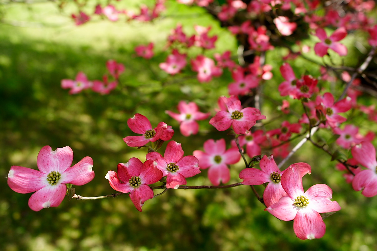 Dogwood Wallpapers - Wallpaper Cave