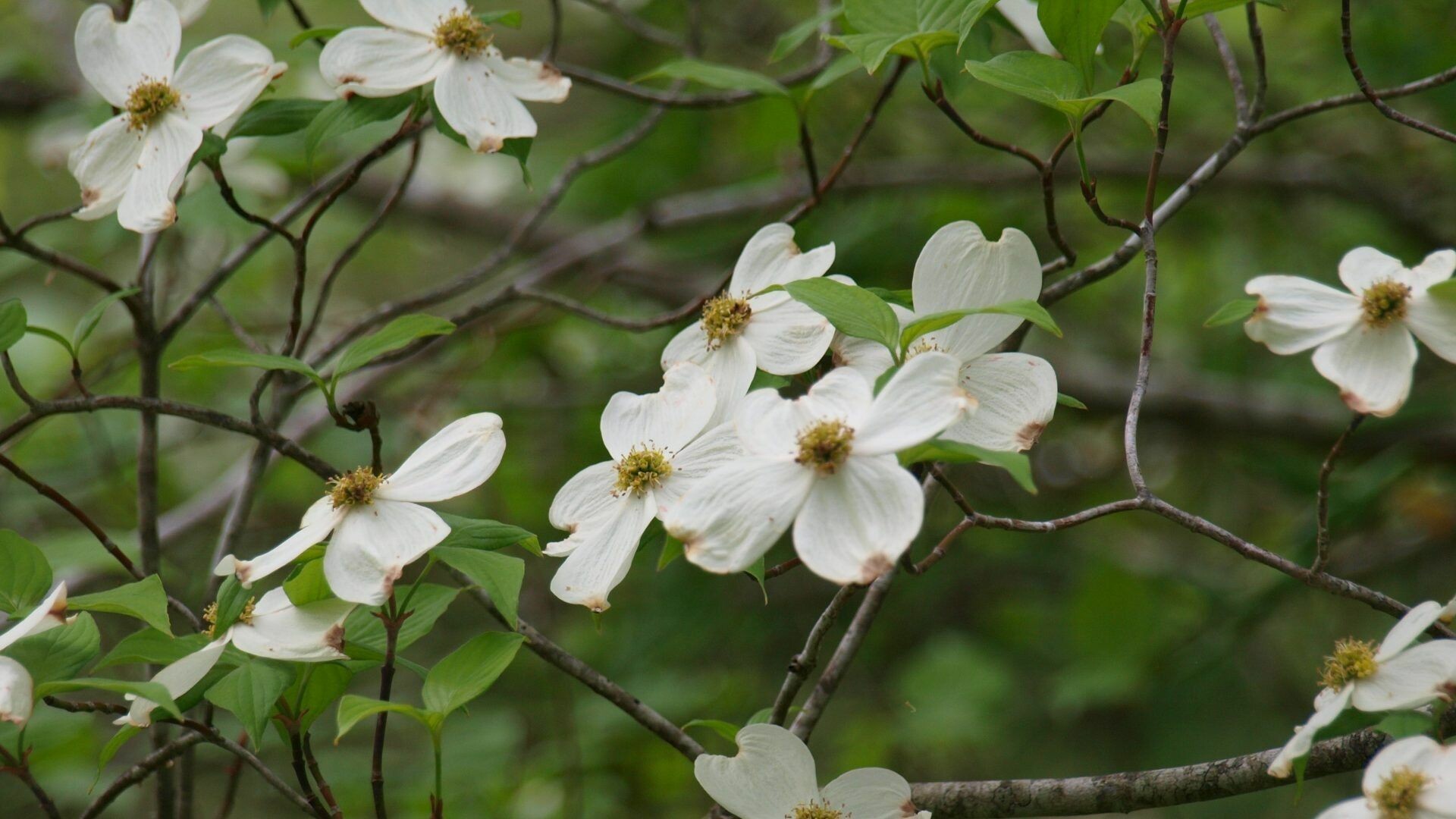 Dogwood Wallpapers - Wallpaper Cave