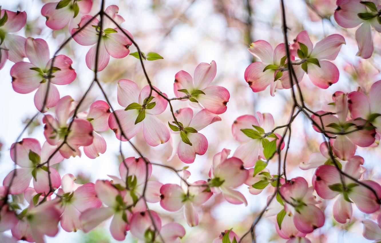 Dogwood Wallpapers  Wallpaper Cave