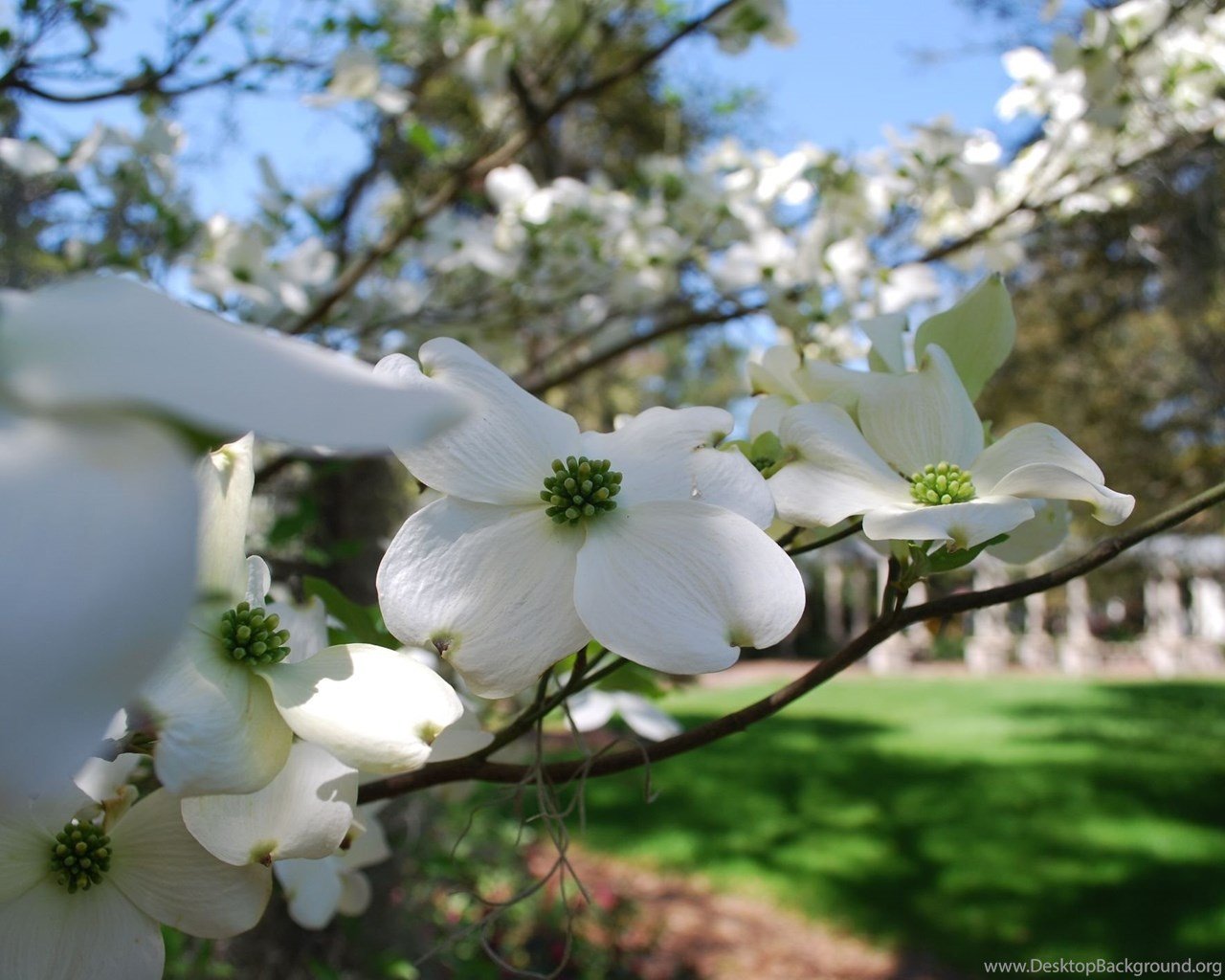 Dogwood Dream Wallpaper  Mitchell Gold  Bob Williams