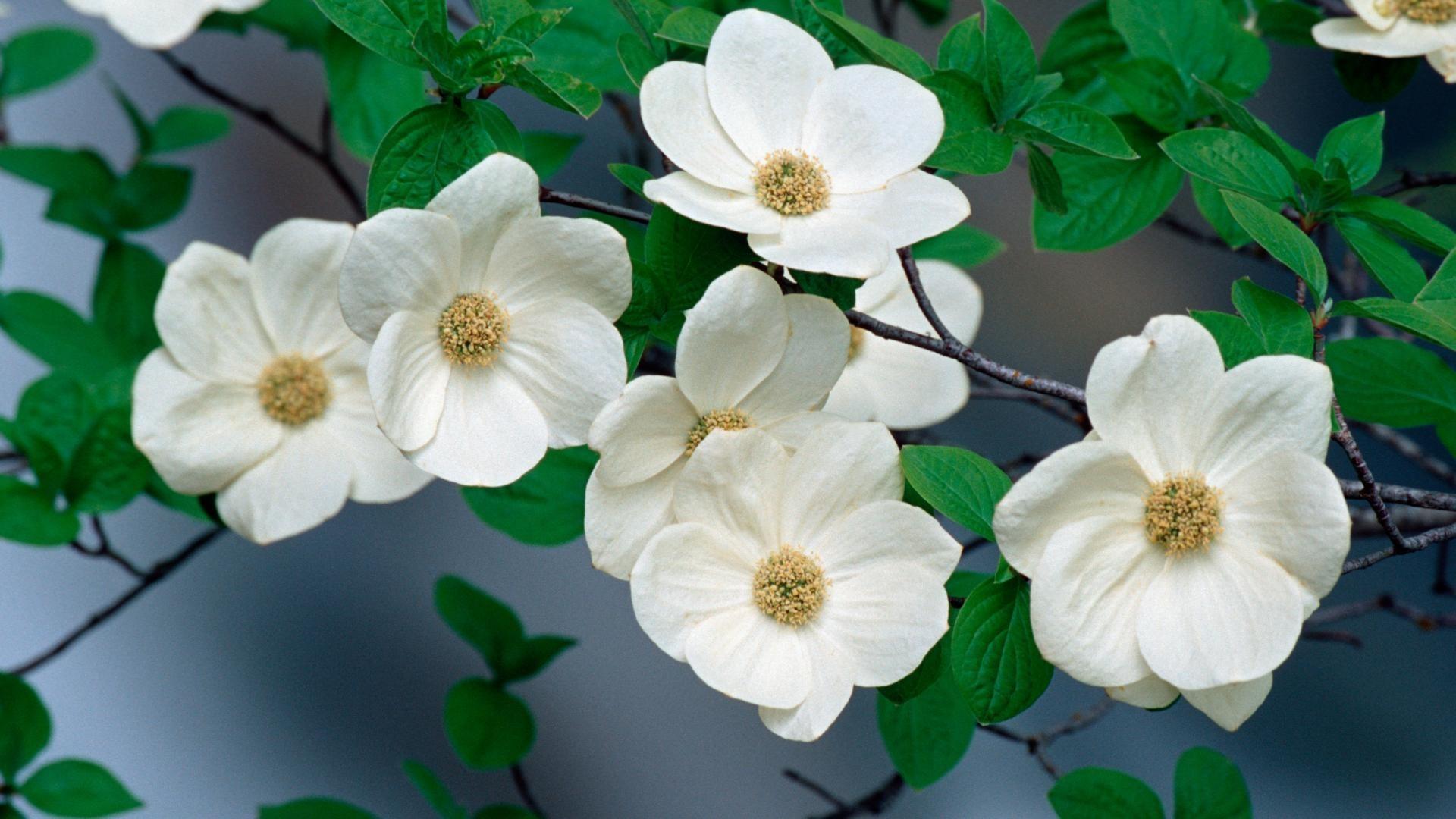 Dogwood Wallpapers - Wallpaper Cave