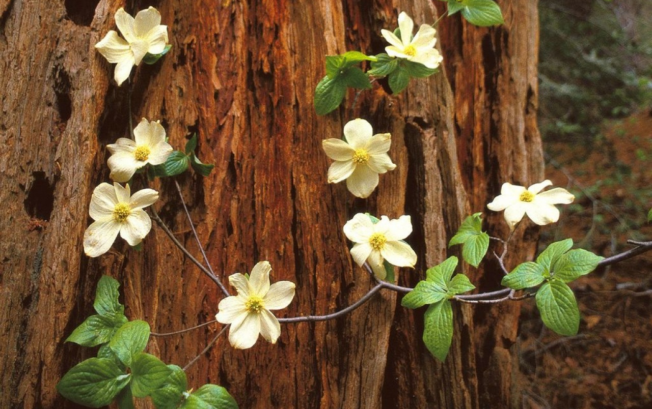 Dogwood Wallpapers - Wallpaper Cave