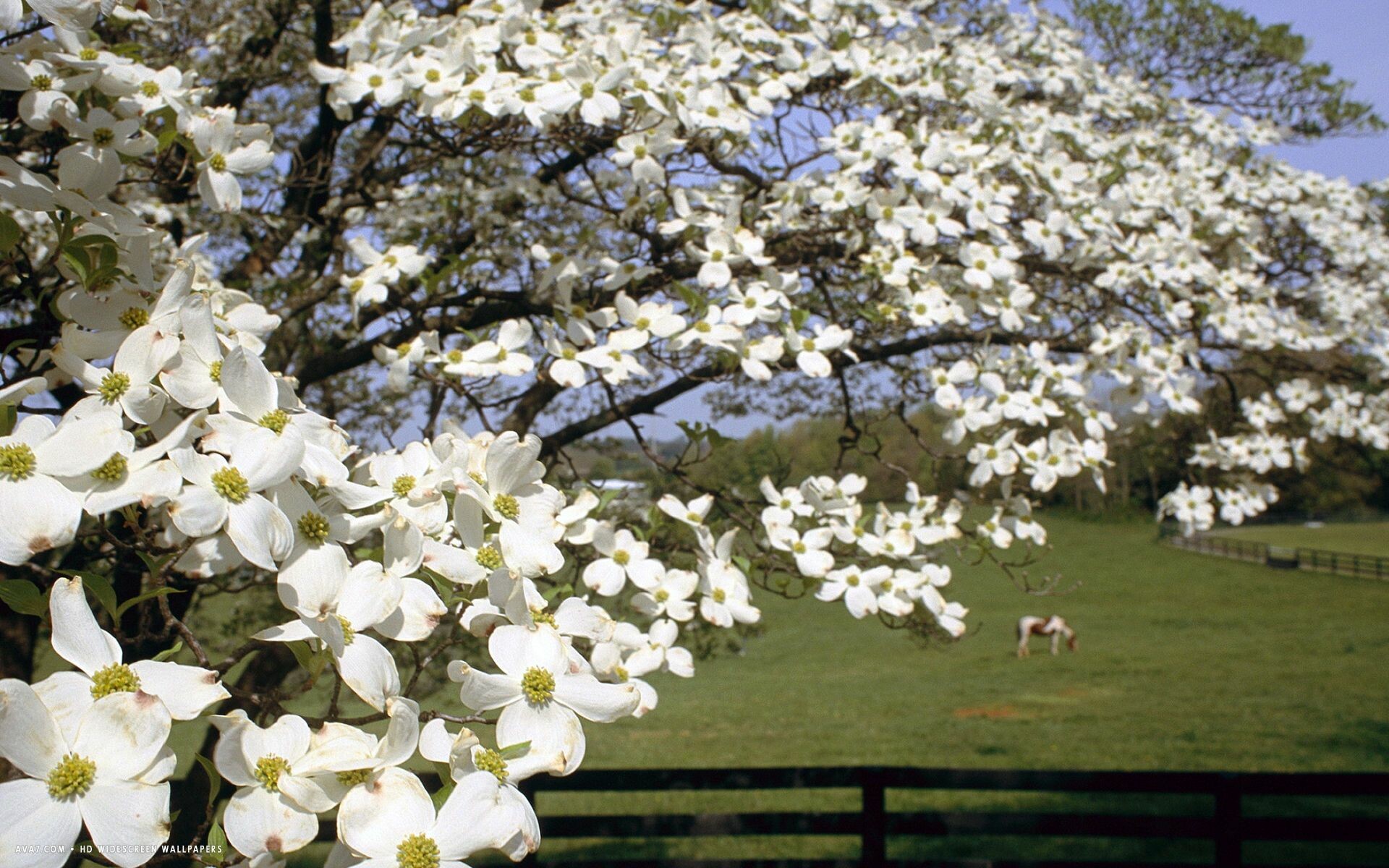 Dogwood Wallpapers - Wallpaper Cave