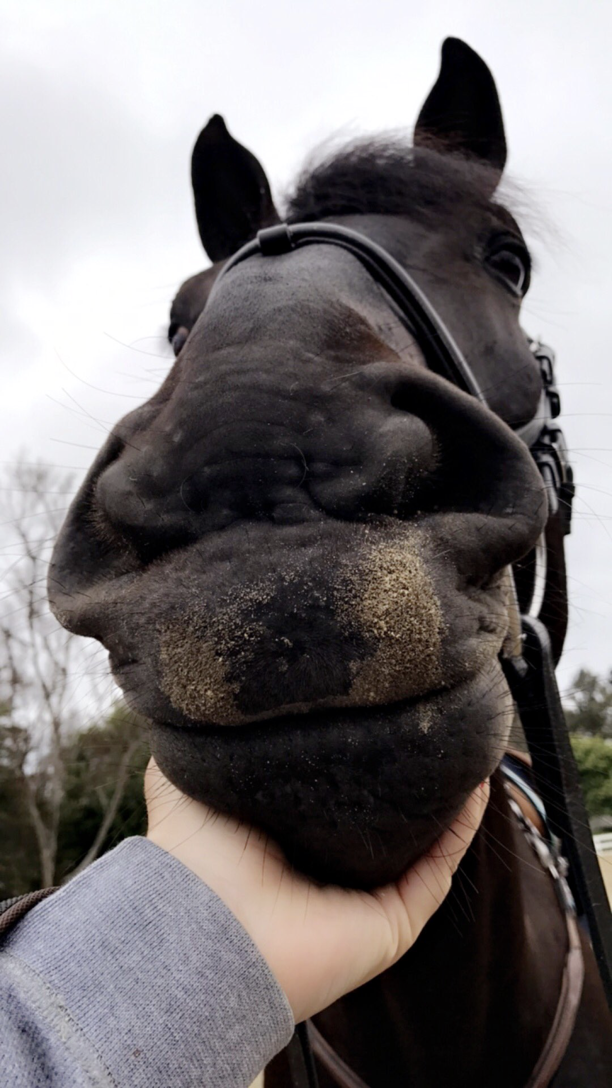 Hack Days. Funny horses, Horses, Beautiful horses