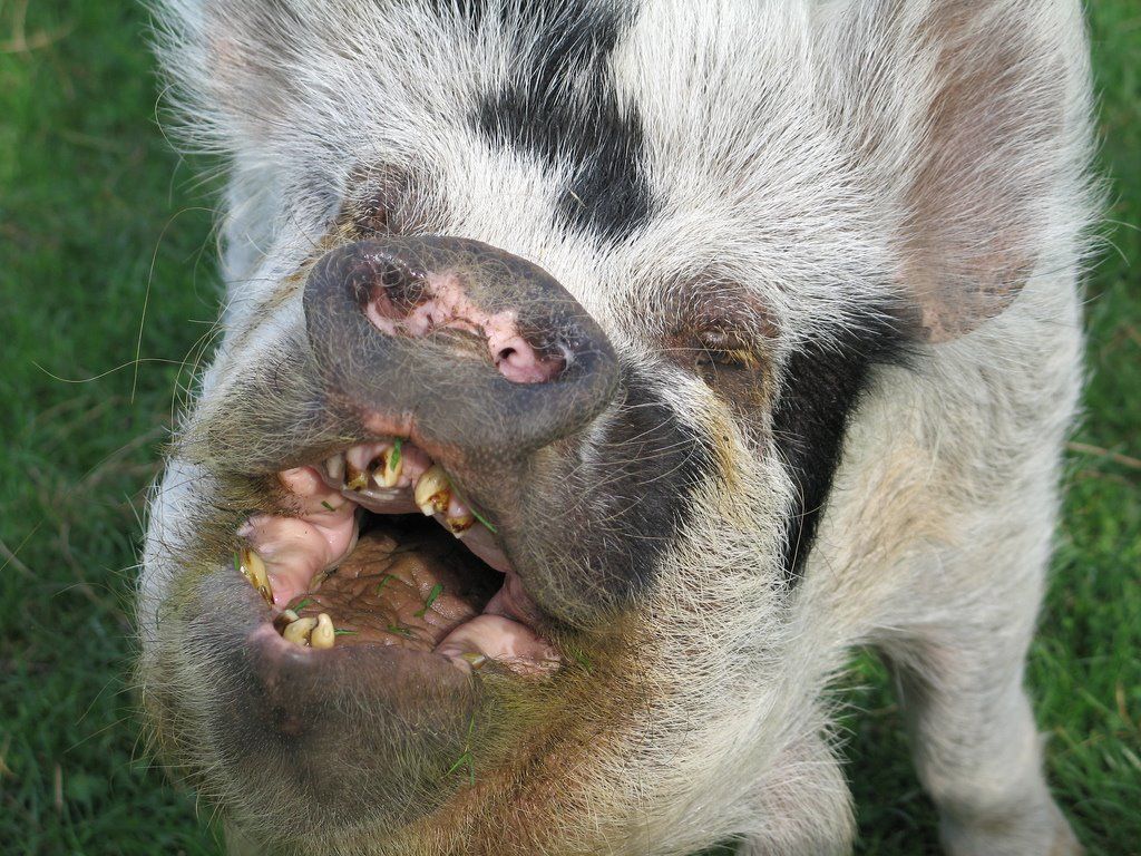Ugly pig pics.