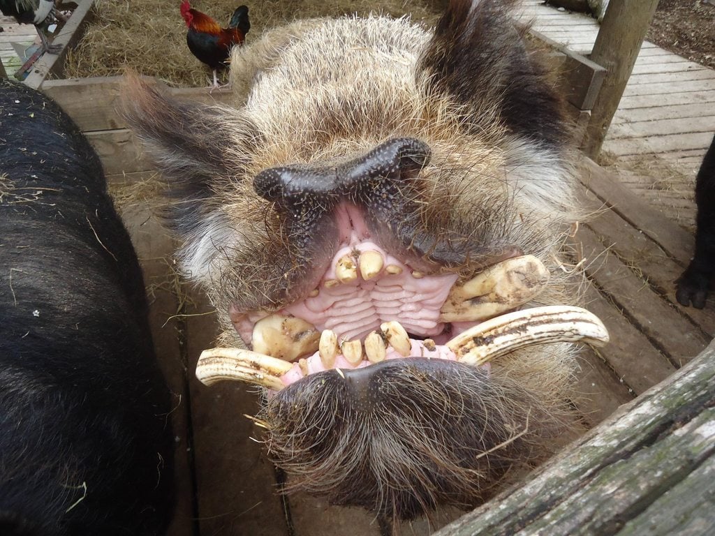 Cutest ugly pig ever!
