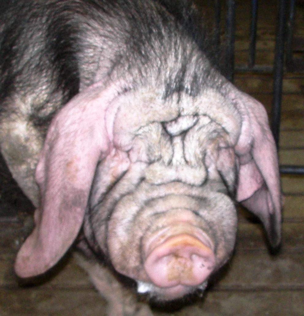 Vote for the Ugliest Pig in the “Hogs are Beautiful” Photo Contest. National Hog Farmer
