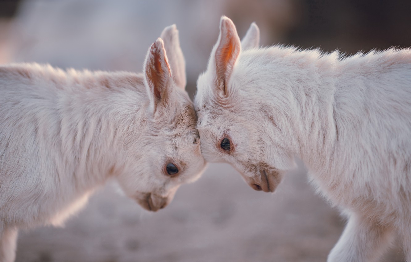 Cute Goats Wallpapers Wallpaper Cave 