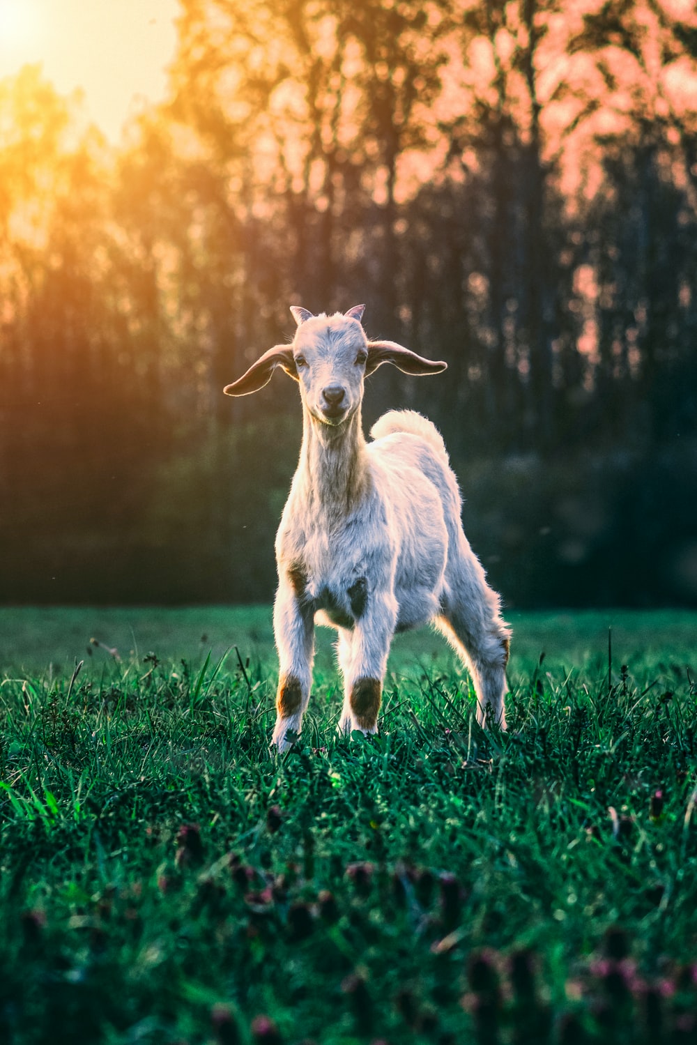 white goat on green grass field during daytime photo