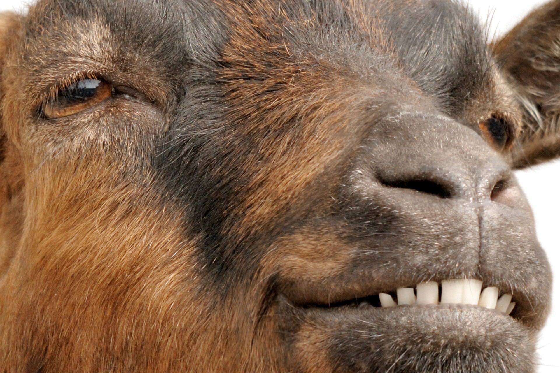 goat wallpaper, skin, snout, head, nose, eye, close up, working animal, goats, ear, livestock