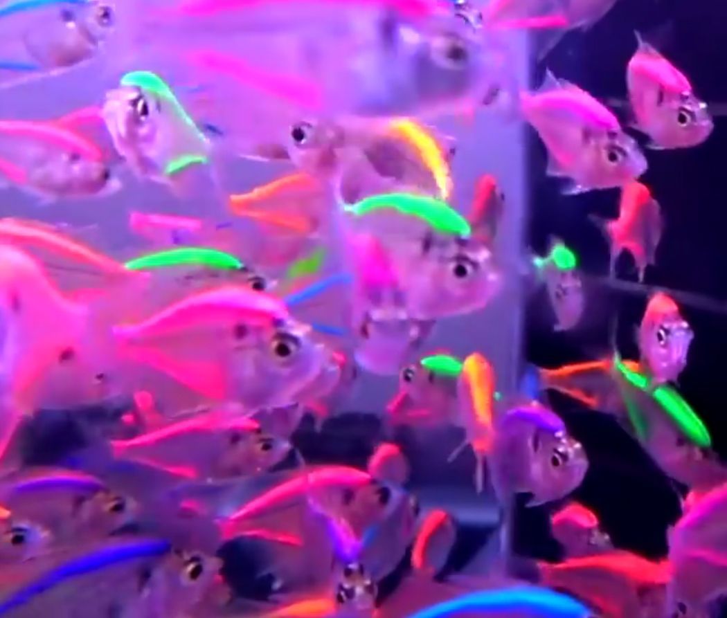 Neon Fish Wallpaper Free Neon Fish Background