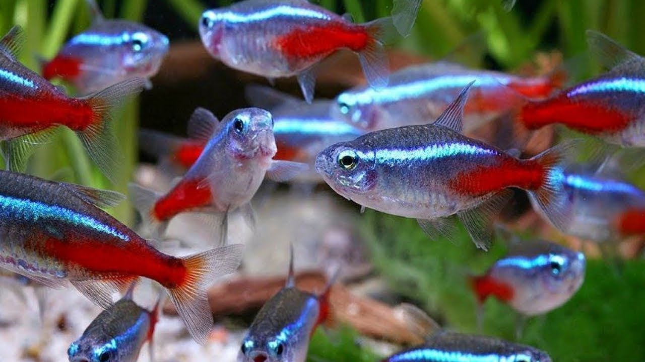 Ikan Neon Tetra Tetra Fish Group