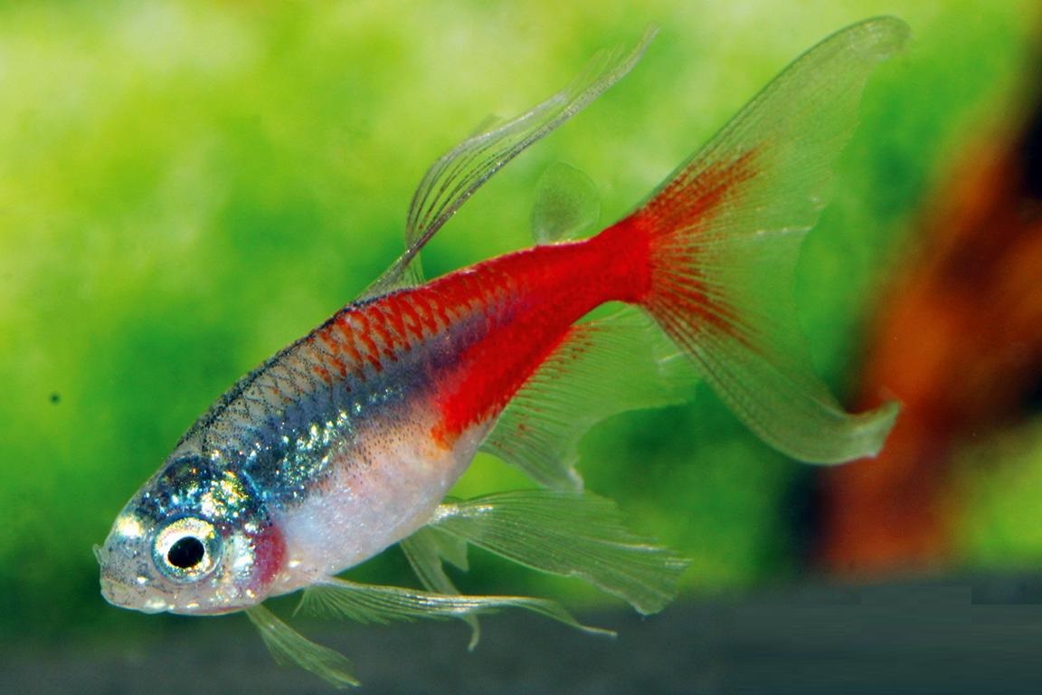 Neon tetra Fish Picture Free Download